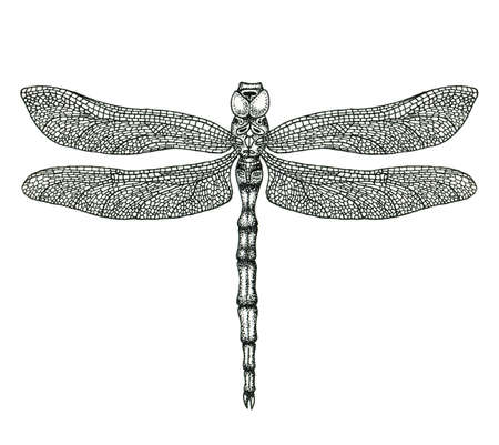 Hand-drawn dragonfly isolated on white. Hand-drawn illustrationの写真素材
