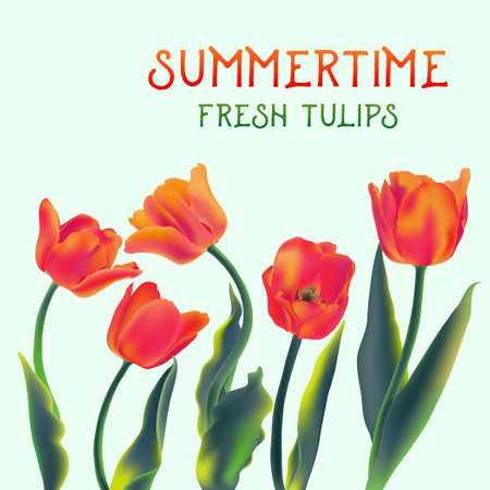 Fresh tulip flowers isolated on white vector illustrationのイラスト素材