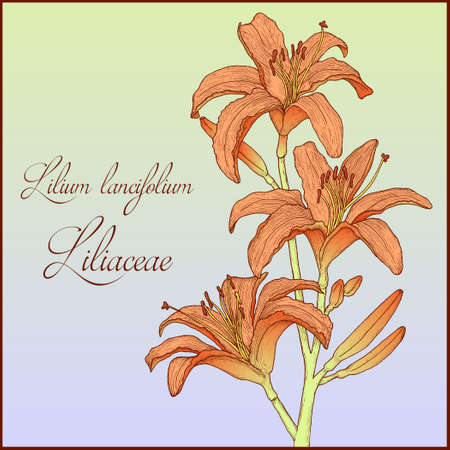 Hand drawn background with colorful tiger lily branch for greeting cards, invitation etc. Vector illustrationのイラスト素材