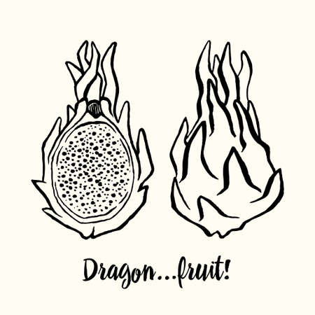 Couple of asian exotic Dragonfruits or Pitaya. Hand-drawn ink vector illustrationのイラスト素材