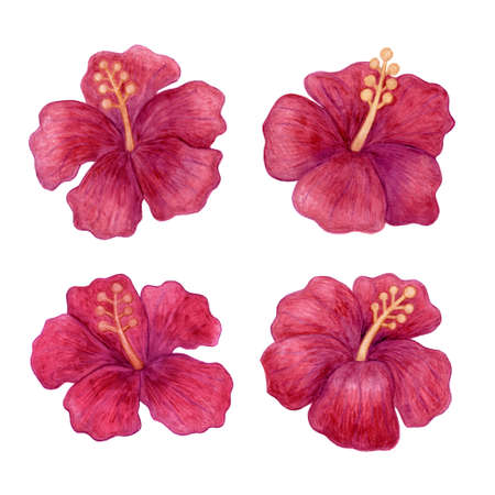 Set of Hibiscus flowers isolated on white background. Hand-drawn colored pencil illustration for t-shirts, banners, posters etcの写真素材