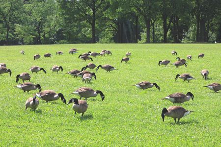 The ducks are eatingの写真素材