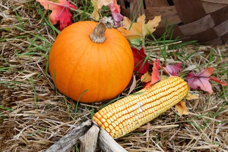 Pumpkin and cornの写真素材
