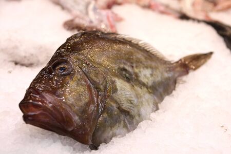 Flat fishの写真素材