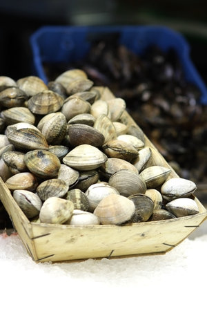 Clams