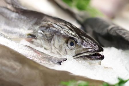 Fish in iceの写真素材