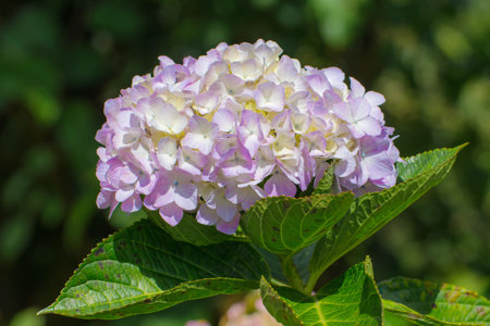 Hydrangeas. Violet hydrangea in the garden.