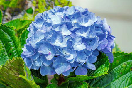 Hydrangeas. Violet hydrangea in the garden.