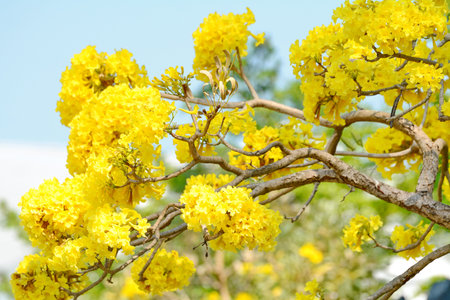 Spring background with beautiful yellow flowers.の写真素材