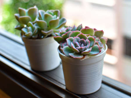 Household aromatic and plants succulents in pot on the window. Succulents in a white mini pots home decorative ideas.の写真素材
