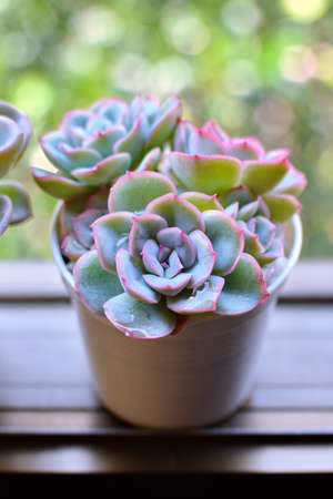 Household aromatic and plants succulents in pot on the window. Succulents in a white mini pots home decorative ideas.の写真素材