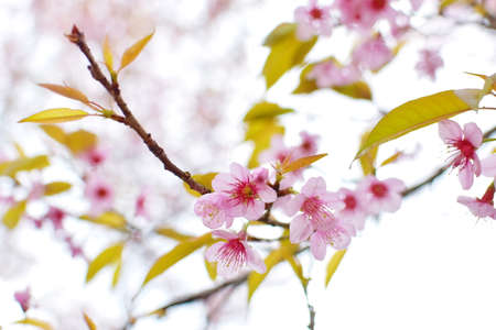 Wild Himalayan Cherry or Sakura Blossoms in spring season, Thailand.の写真素材