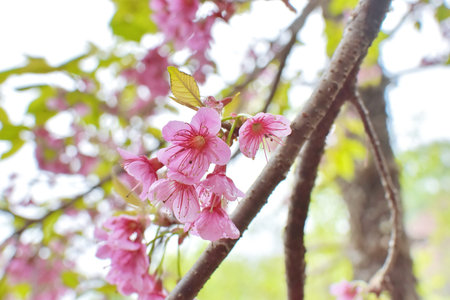 Wild Himalayan Cherry or Sakura Blossoms in spring season, Thailand.