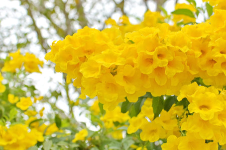 Close up of Yellow trumpet flower blooming on the tree.の写真素材