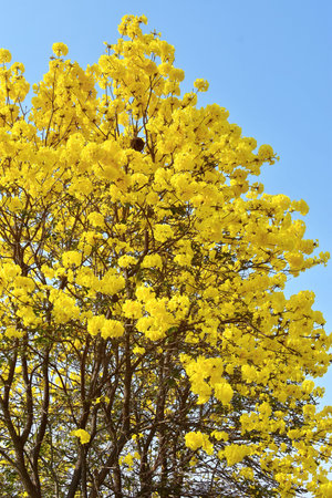 Blooming Guayacan or Handroanthus chrysanthus or Golden Bell Tree under blue sky.