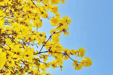 Blooming Guayacan or Handroanthus chrysanthus or Golden Bell Tree under blue sky.の写真素材