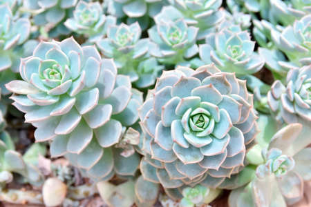 succulent plant in the garden. Echeveria.の写真素材