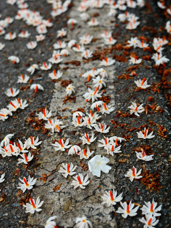 Solitary flowers on the street