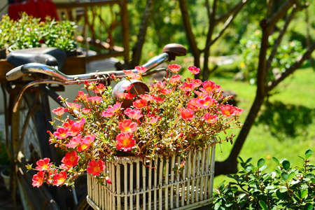 Flowers In Bicycleの写真素材