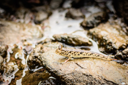 Mudskipperの写真素材