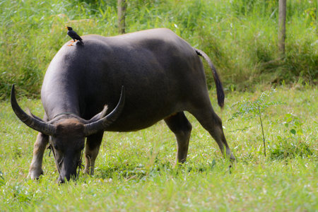 Buffalo