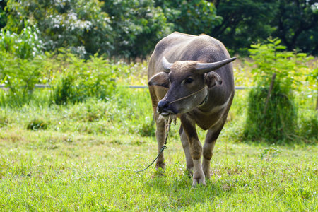 Buffalo