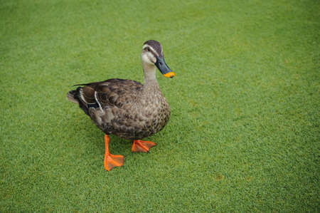 Duck portrait in an amusement parkの写真素材