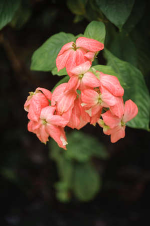 blossom - Pink flowersの写真素材