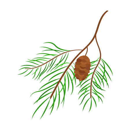 Fir branch with cone. Pine tree with needles and pinecone. Vector isolated evergreen objectのイラスト素材