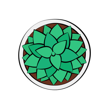 Succulent top view vector illustration. Cute small houseplant in pot isolated. Green plant drawingのイラスト素材