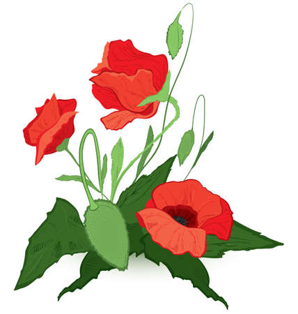 Vector illustration of red poppies isolated on whiteのイラスト素材