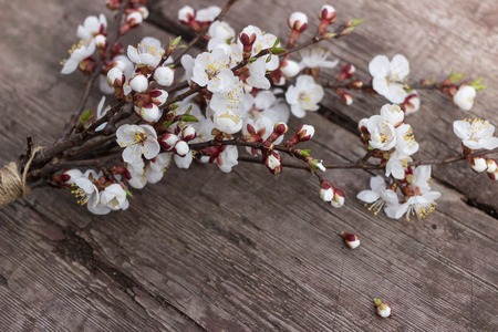 A branch of a cherry blossom lies on a wooden texture tableの写真素材