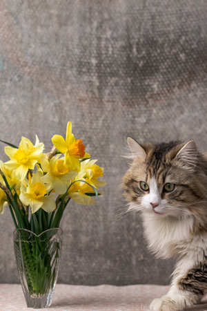 a beautiful cat sits near a vase with yellow daffodils. Selective focus.の写真素材