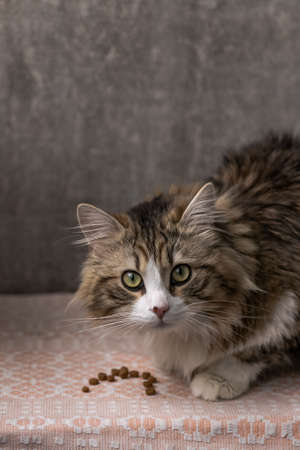 beautiful long-haired cat with a white chest, big green eyes and a pink nose. looks at the camera sits near the feed. close-upの写真素材