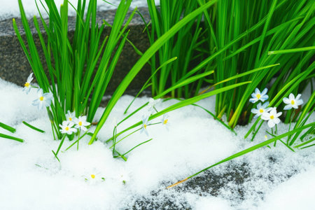 Spring snow scilla flowers blooming amidst fresh green grass.の写真素材