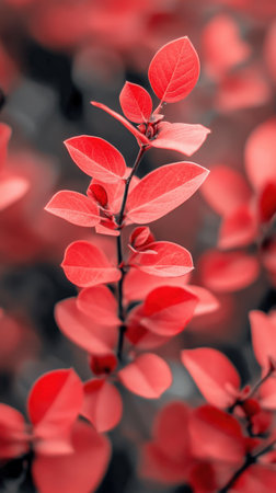 Vibrant red leaves on delicate branch display nature's beauty.の写真素材