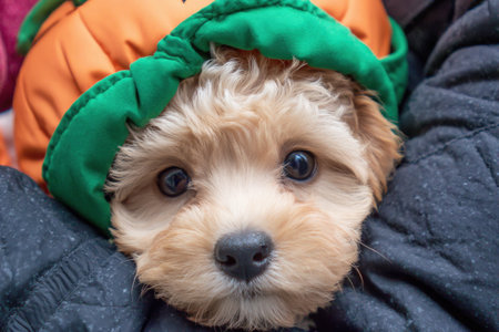 cute puppy dressed in pumpkin costume for Halloween celebration.の写真素材
