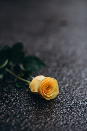 Solitary yellow rose resting on a damp surface symbolizing serenity and reflection.の写真素材