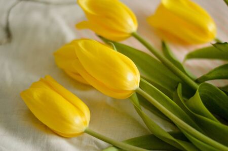 tulip on white backgroundの写真素材