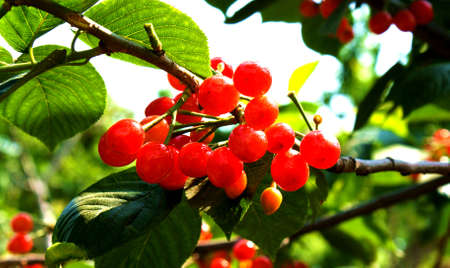 Cherries on treeの写真素材