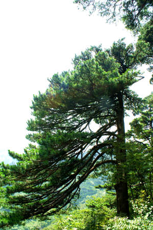 close up of treeの写真素材