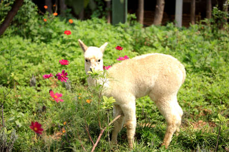 Alpaca on the grassの写真素材