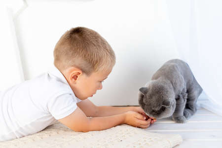 a small boy in a bright room feeds a cat, the concept of friendship between a child and an animalの写真素材