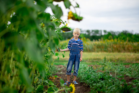happy baby boy stands in a field with sunflowers in summer, children's lifestyleの写真素材