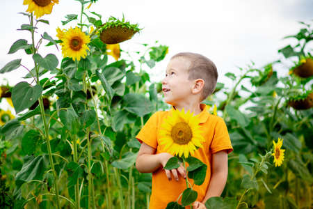 happy baby boy blond sitting in a field with sunflowers in summer, children's lifestyleの写真素材