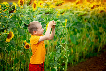 happy baby boy blond sitting in a field with sunflowers in summer, children's lifestyleの写真素材