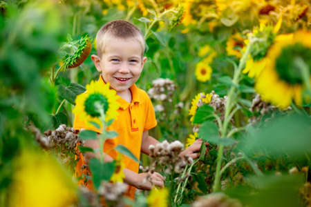 a happy boy stands in a field with sunflowers in summer, a child's way of lifeの写真素材