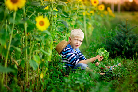 baby boy blond sitting in a field with sunflowers in summer, children's lifestyleの写真素材