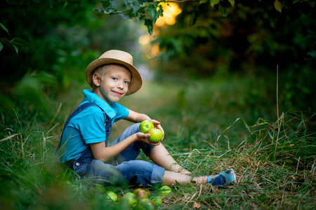 a six-year-old boy sits on the grass in an Apple orchard and holds an Apple in his handsの写真素材