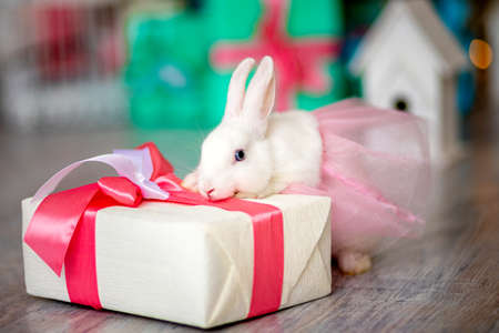 cute white rabbit with a gift in a skirtの写真素材